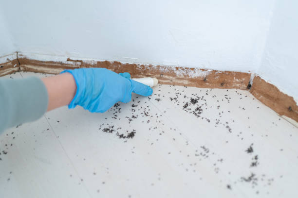 Best Insect Control  in Wilmore, KY